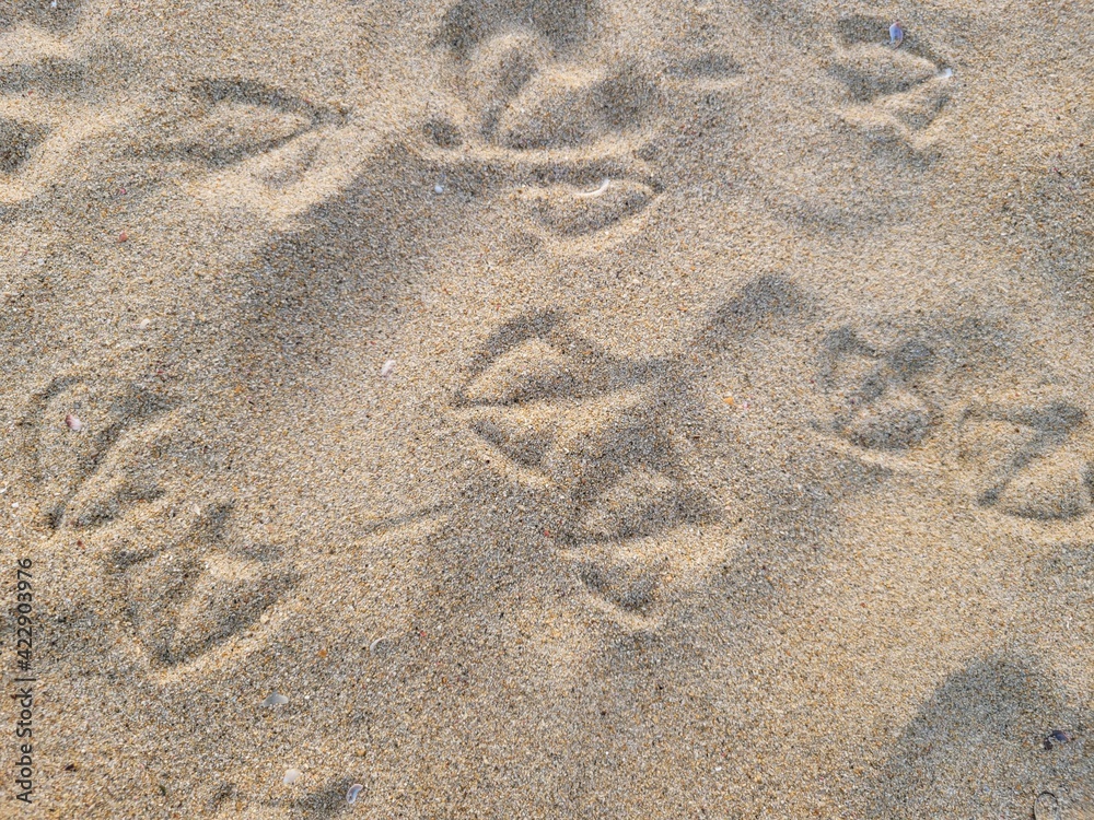 footprints on the sand footprints on the sand