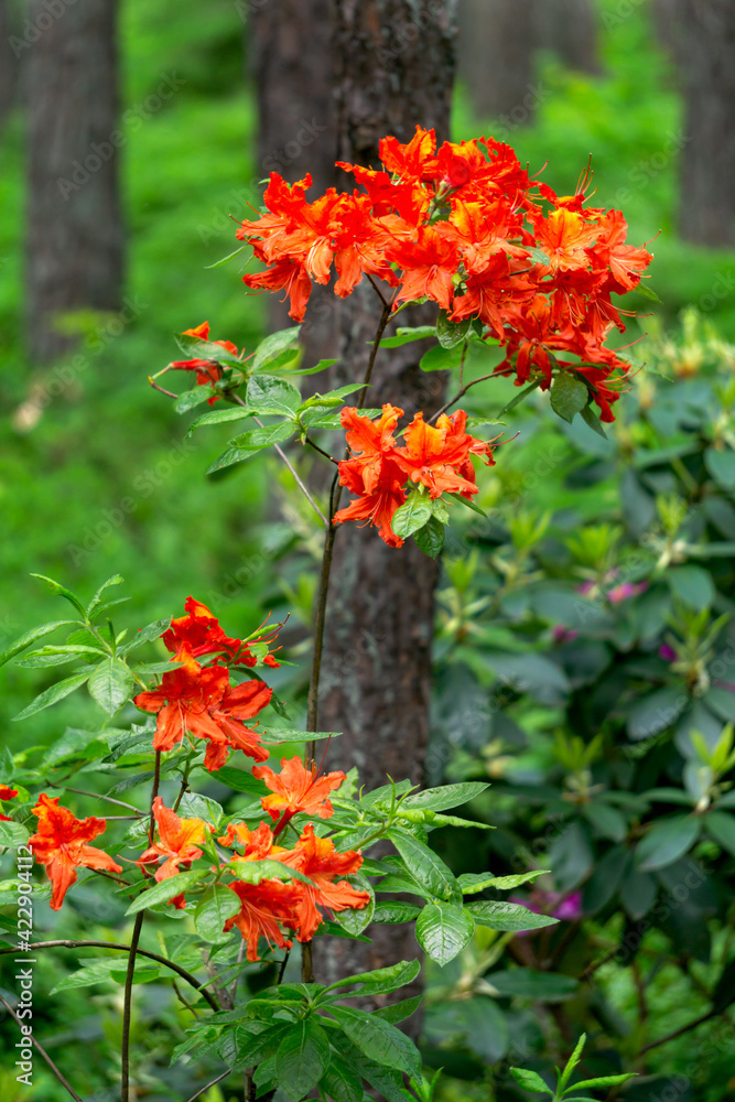 Beautiful bright orange-red rhododendron flowers in the park. Beautiful bright orange-red rhododendron flowers in the park.