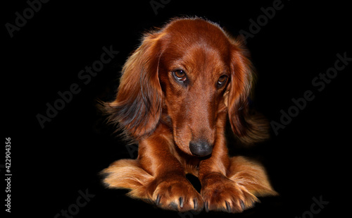 Portrait of a long-haired dachshund in bright red color on a dark background. The dog is in an interesting pose  pulling up. Shiny  well-groomed coat. Close-up. Free space.