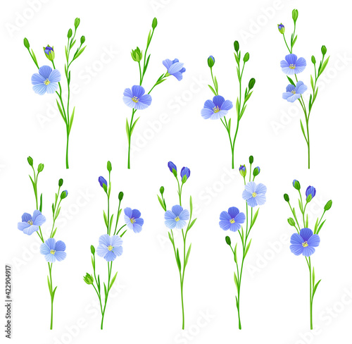 Flax or Linseed as Cultivated Flowering Plant Specie with Pale Blue Flowers on Stem Vector Set