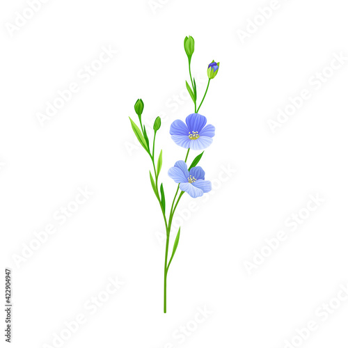 Flax or Linseed as Cultivated Flowering Plant Specie with Blue Flowers on Stem Vector Illustration © Happypictures