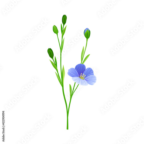 Flax or Linseed as Cultivated Flowering Plant Specie with Blue Flowers on Stem Vector Illustration