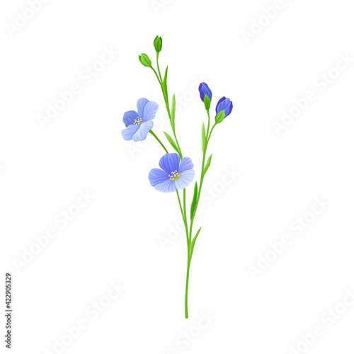 Blue Common Flax or Linseed Cultivated Flowering Plant Specie Vector Illustration