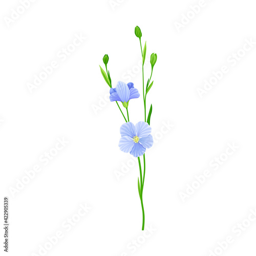 Blue Common Flax or Linseed Cultivated Flowering Plant Specie Vector Illustration