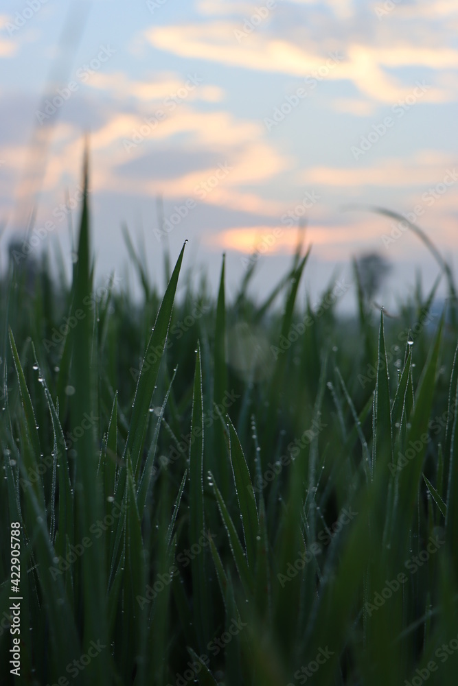 fresh green leaves, with water droplets during sunrise 