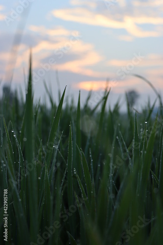 fresh green leaves, with water droplets during sunrise 