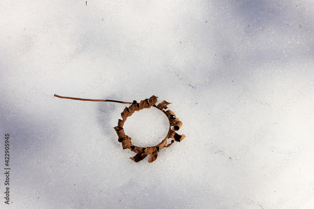 Dry round leaf on the snow. Dry round leaf on the snow.