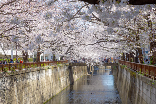 Sakura Cherry Blossom