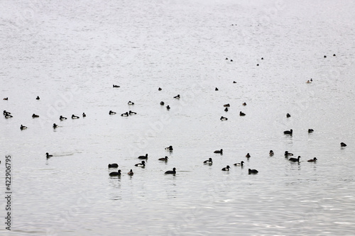 Black ducks in the Caspian Sea.