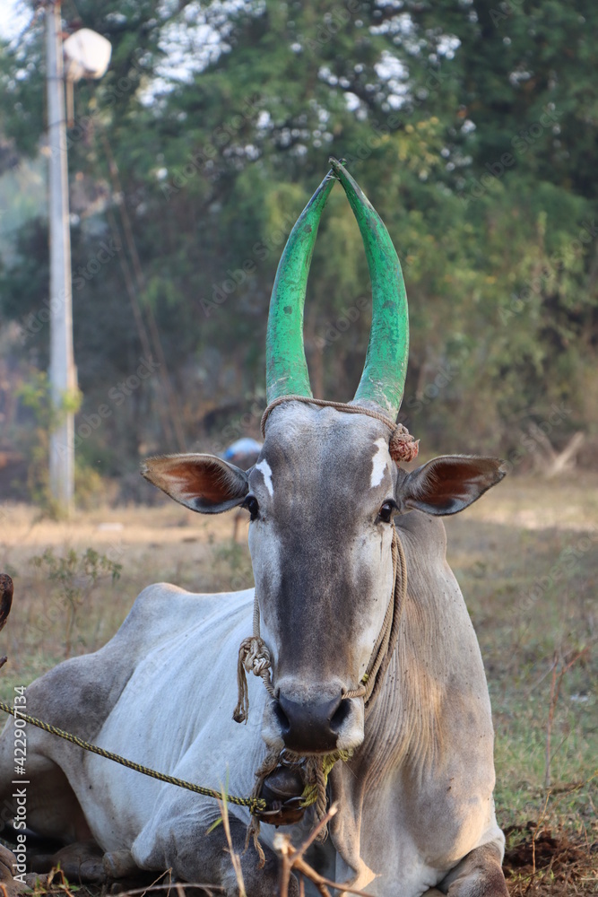 Old, Classic, traditional and green horned cow in a beautiful village in south india (Tamil Nadu) during sunrise. Old, Classic, traditional and green horned cow in a beautiful village in south india (Tamil Nadu) during sunrise.