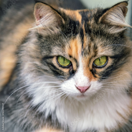 Portrait cat whisker © Emoji Smileys People