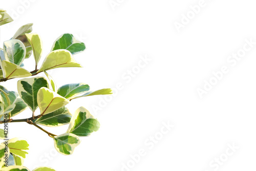 'Variegata' or Ficus deltoidea, Licumo, Natal Fig, Mistletoe Fig, bright green leave, heart shape, isolated on white, free copy space.