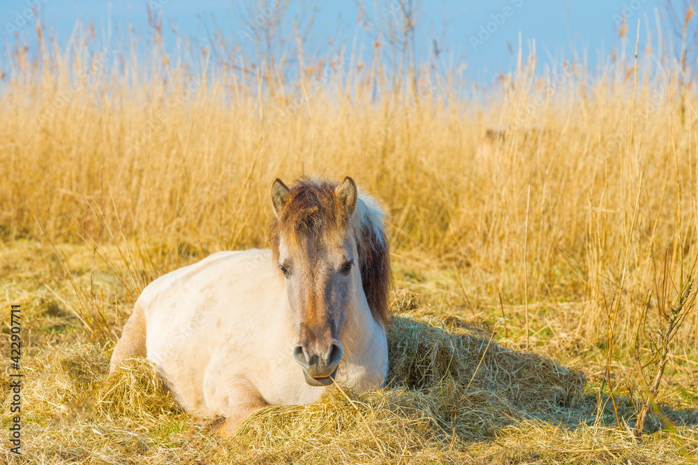 Horse in a field with reed, bushes and trees in wetland under a blue sky in sunlight in spring, Almere, Flevoland, The Netherlands, March 24, 2021 Horse in a field with reed, bushes and trees in wetland under a blue sky in sunlight in spring, Almere, Flevoland, The Netherlands, March 24, 2021