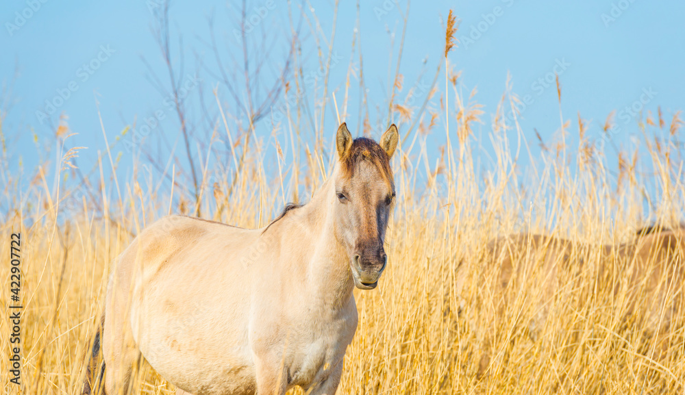 Horse in a field with reed, bushes and trees in wetland under a blue sky in sunlight in spring, Almere, Flevoland, The Netherlands, March 24, 2021 Horse in a field with reed, bushes and trees in wetland under a blue sky in sunlight in spring, Almere, Flevoland, The Netherlands, March 24, 2021