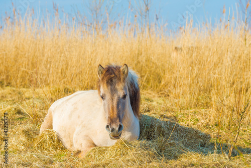 Horse in a field with reed, bushes and trees in wetland under a blue sky in sunlight in spring, Almere, Flevoland, The Netherlands, March 24, 2021