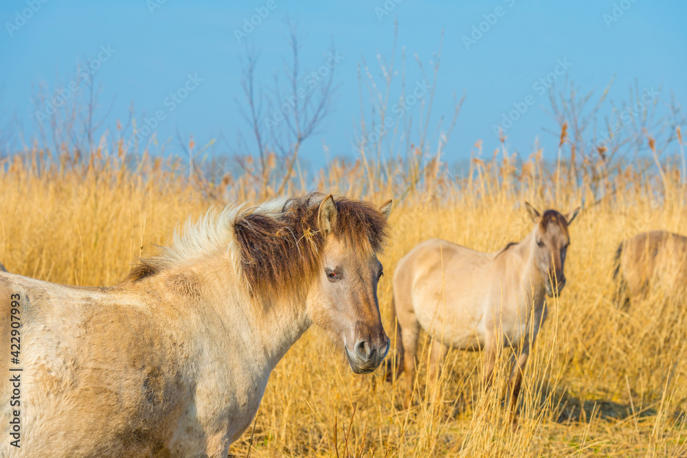 Horses in a field with reed, bushes and trees in wetland under a blue sky in sunlight in spring, Almere, Flevoland, The Netherlands, March 24, 2021 Horses in a field with reed, bushes and trees in wetland under a blue sky in sunlight in spring, Almere, Flevoland, The Netherlands, March 24, 2021
