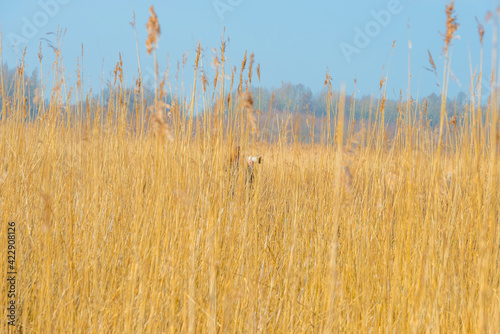 Field with trees, reed and bushes in wetland in bright sunlight in spring, Almere, Flevoland, The Netherlands, March 24, 2021