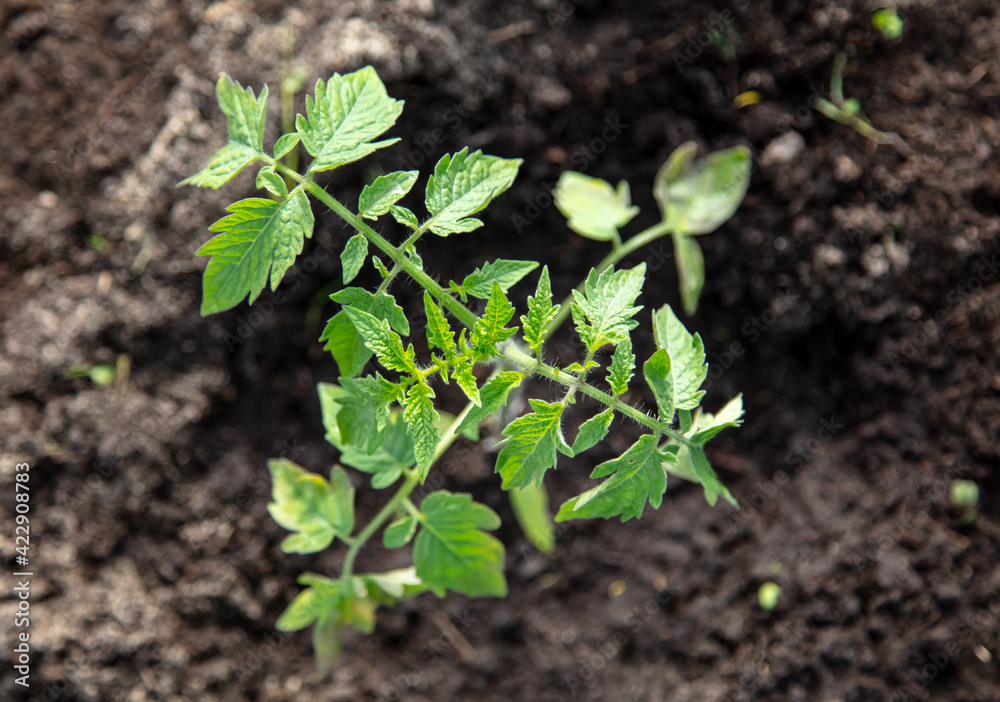 Tomato seedling in the ground Tomato seedling in the ground