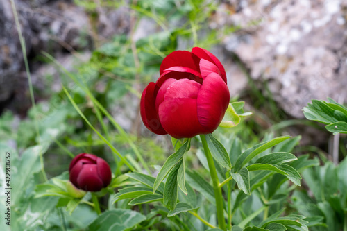 Fototapeta Naklejka Na Ścianę i Meble -  Beautiful close up view of a red wild peony