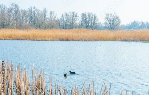 Reed along the edge of a lake in wetland in bright blue sunlight in spring, Almere, Flevoland, The Netherlands, March 24, 2021