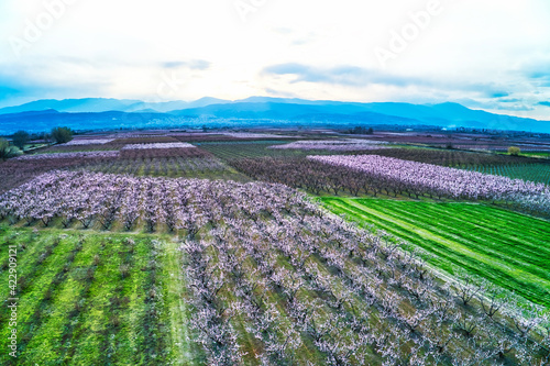 Orchard of peach trees bloomed in spring.Aerial shot with drone