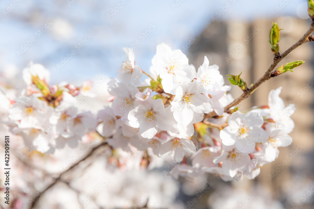 Sakura Cherry Blossom