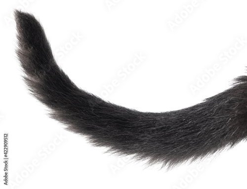 Black cat tail isolated on white