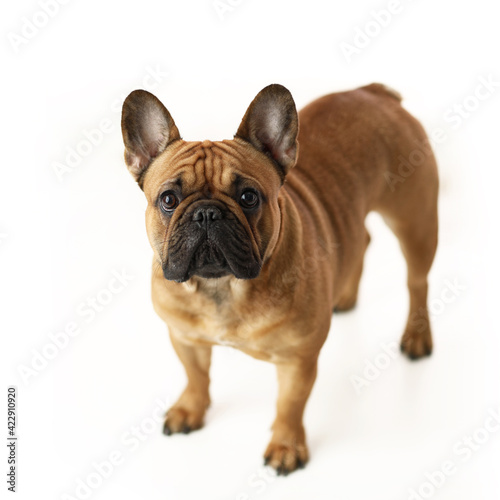 Cute french bulldog puppy on white background.