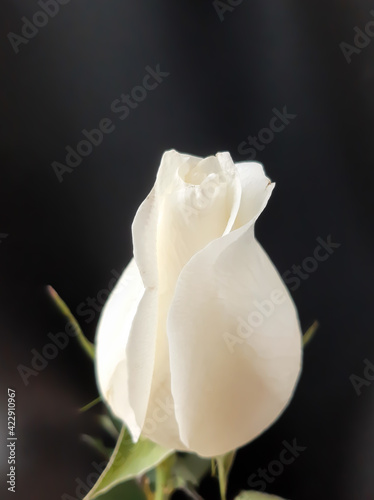 white rose on black background 