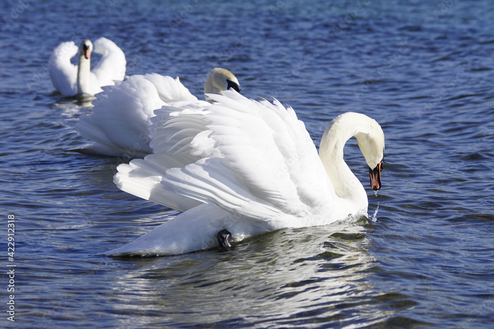 Naklejka premium Stolzer Schwan im Sonnenlicht