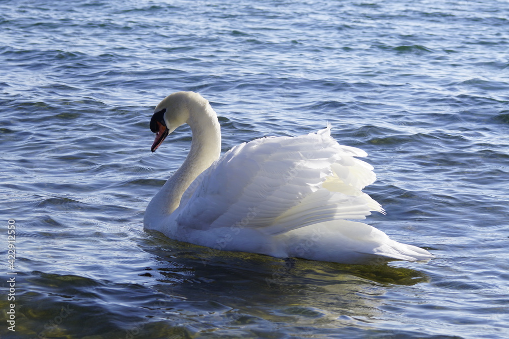 Obraz premium Stolzer Schwan auf einem See im Sonnenlicht 