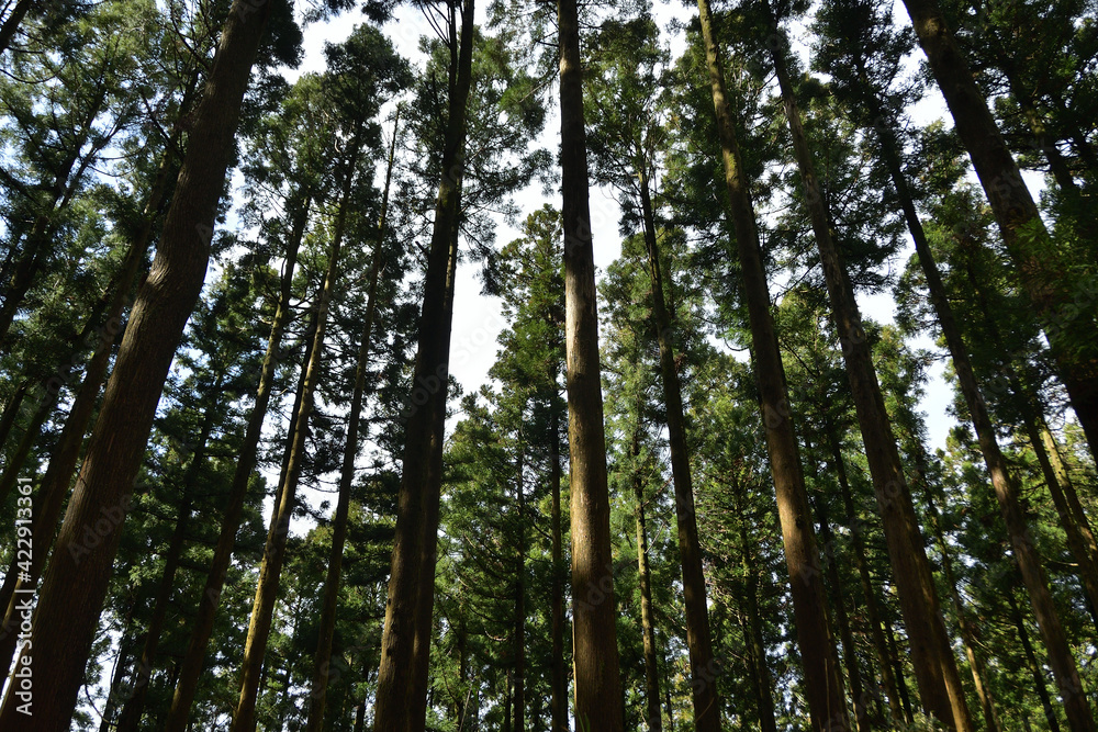 鬱蒼とした杉の森 鬱蒼とした杉の森