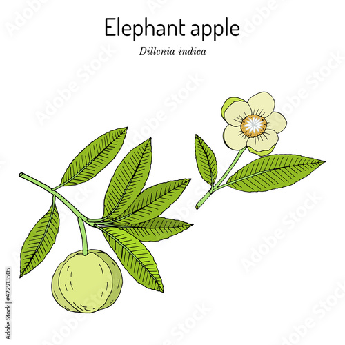 Elephant apple, or chalta Dillenia indica , edible plant