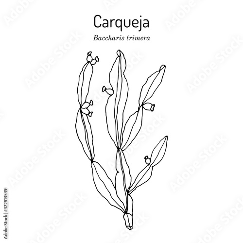 Carqueja  Baccharis trimera  medicinal plant