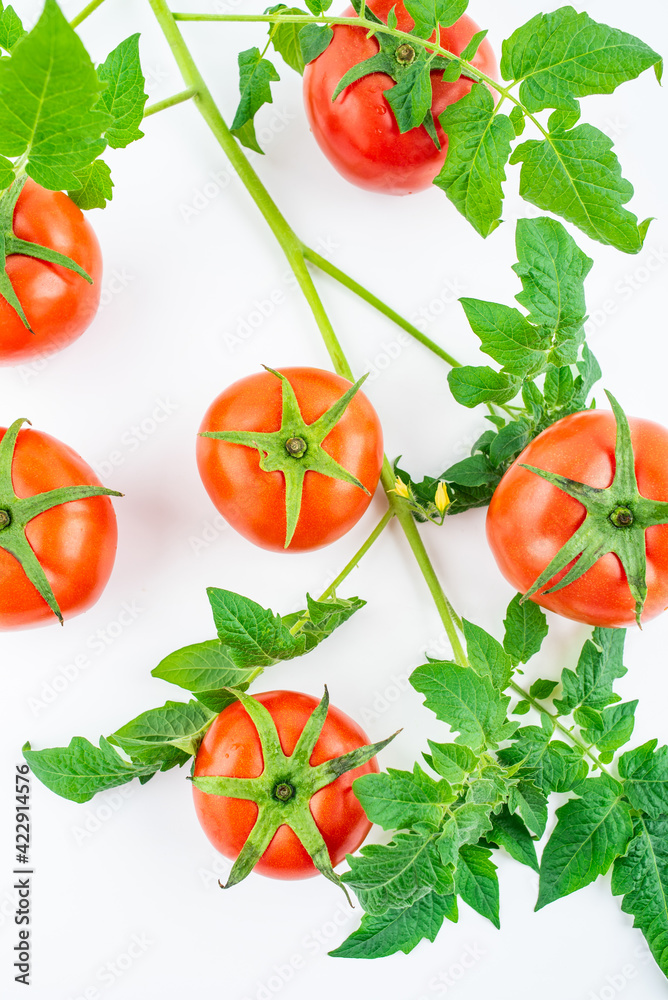 Freshly picked tomatoes on white background