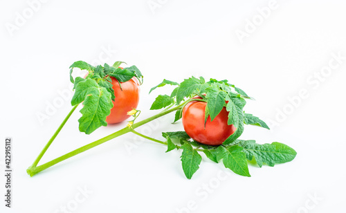 Freshly picked tomatoes on white background