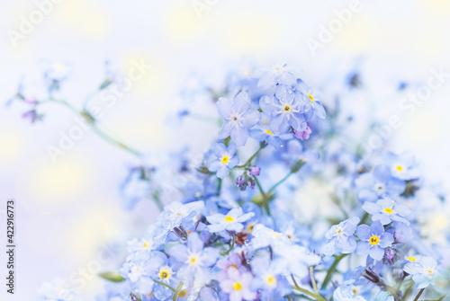 Delicate blue flowers of spring forget-me-nots