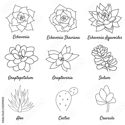 Hand drawn set succulent in style outline doodle. Graphics sketch home desert flower. Vector illustration, isolated black elements on a white background.