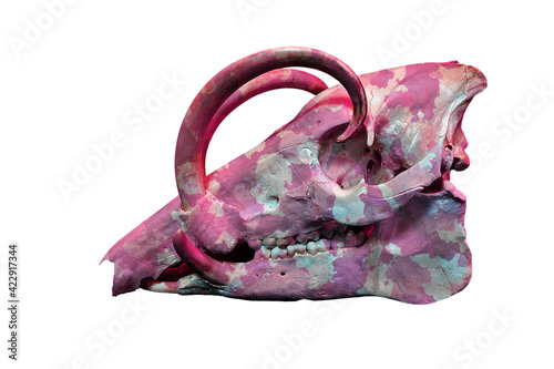 Babyrousa celebensis skull painted in camouflage photo