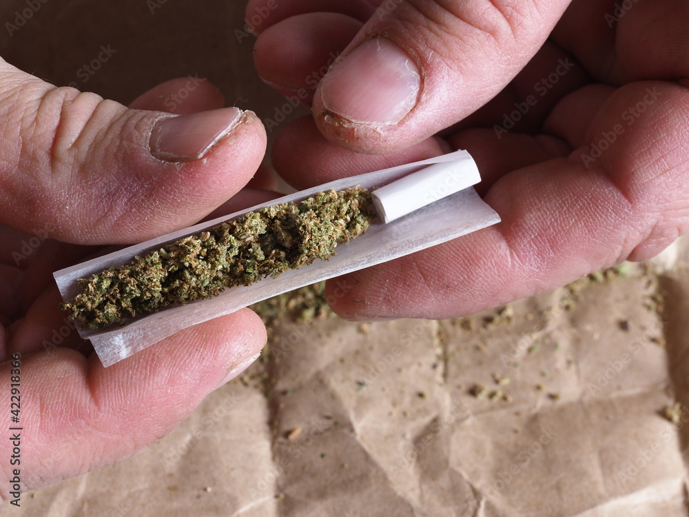 Fototapeta premium close up man's fingers twist a joint with marijuana