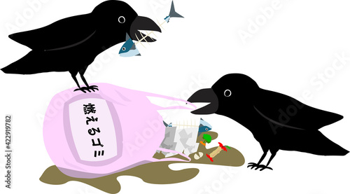 燃えるゴミの袋を突っつくカラス