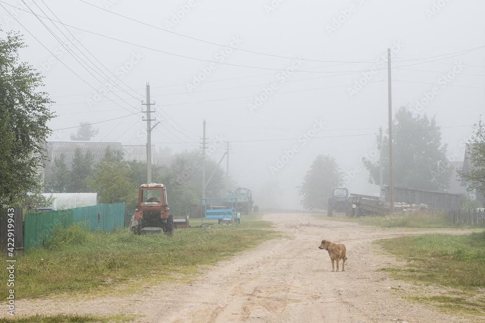 Obraz premium Misty morning in the countryside. A lone dog stands in the middle of a deserted village street. Old tractors on the side of the road. Foggy rural landscape. Loneliness and fog. Vologda region, Russia.