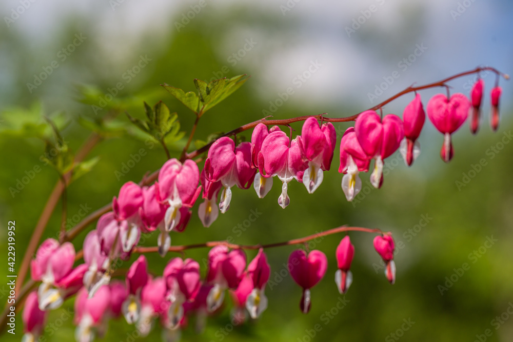 Close-up flowers of a bleeding heart Dicentra Spectabils Close-up flowers of a bleeding heart Dicentra Spectabils