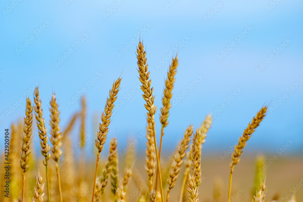 Wheat field with large ripe spikelets on a background of blue sky Wheat field with large ripe spikelets on a background of blue sky