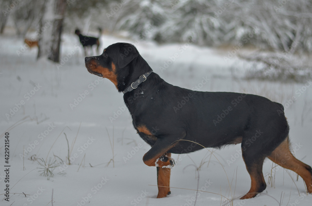 Rottweiler stands in a winter forest with its front left paw rai Rottweiler stands in a winter forest with its front left paw rai