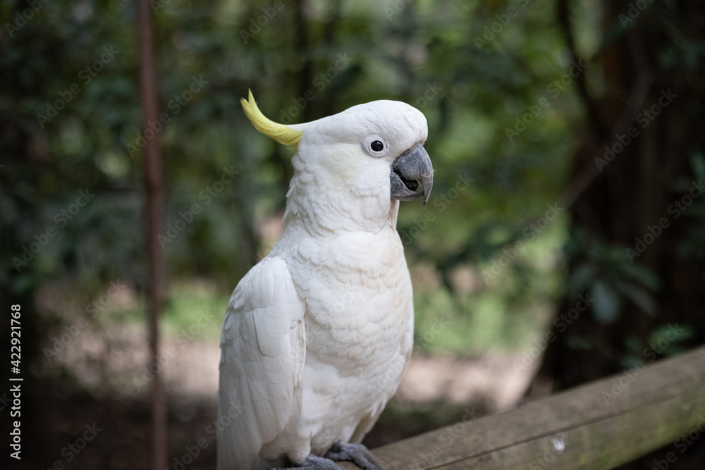 White cockatoo parrot
