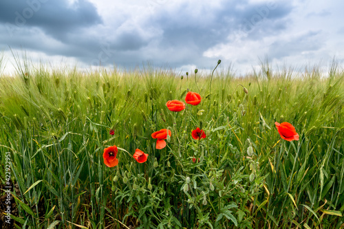 Papaver rhoeas on field of green wheat