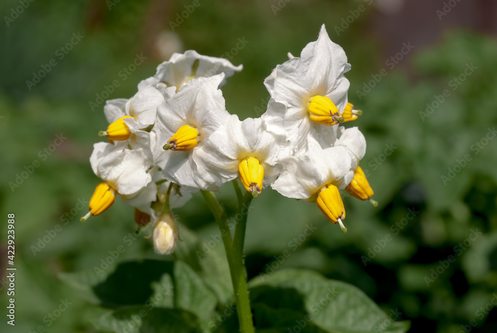Obraz premium Potato (Solanum tuberosum) in vegetable garden