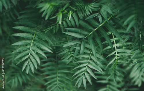 Abstract green leaves, tropical foliage in jungle, natural background pattern texture