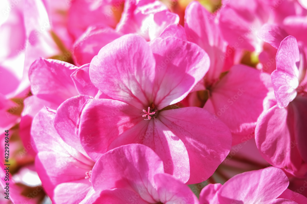 background of pink geranium flowers